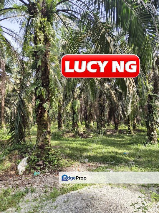 101175 acres | Agricultural Land | Palm Oil  | Sungai Kob | Karangan | Kedah b, Kedah, Kulim