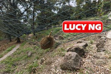 Balik Pulau / Teluk Bahang