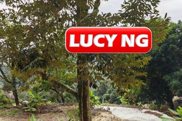 Balik Pulau / Teluk Bahang