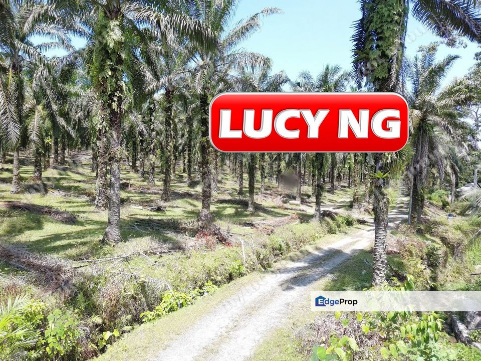 15.0699 acres | Agricultural Land | Residential Zoning | Mahang | Kulim | Kedah b, Kedah, Karangan