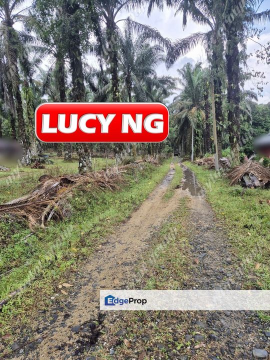 15.0699 acres | Agricultural Land | Residential Zoning | Mahang | Kulim | Kedah b, Kedah, Karangan