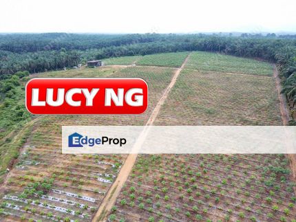 16.45 acres | Agricultural Land | Papaya Garden | Selama | Bandar Baharu | Kedah b, Kedah, Serdang