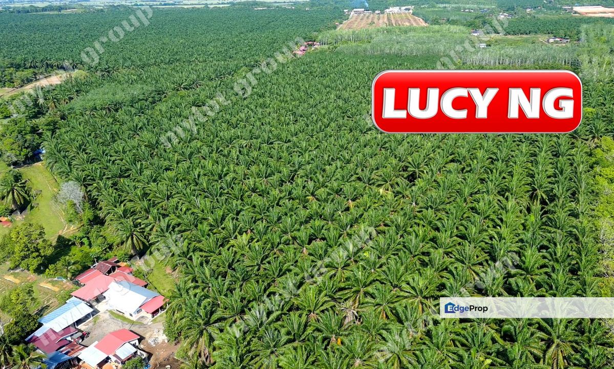 15.64 acres | Agricultural Land | Pendang | Ayer Puteh | Kedah t, Kedah, Pendang