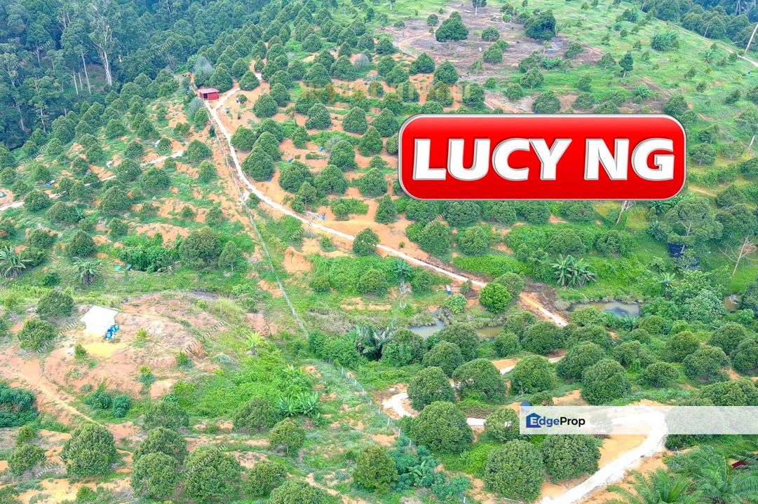 4.27 acres| Durian Farm | Perak Liman | Lubok Merbau | Kuala Kangsar | Perak  t, Perak, Ipoh