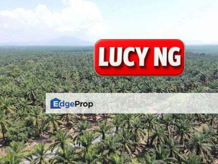10.379 acres | Agricultural Land|  Road side | Selama Perak b, Perak, Selama