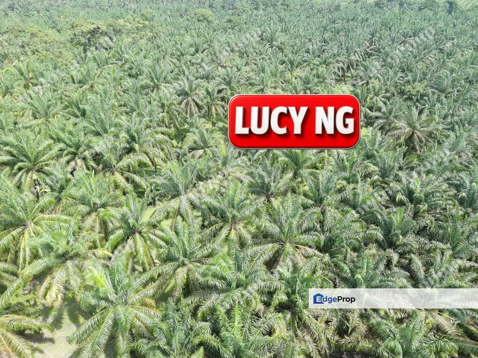 9.874 acres  | Flat Roadside Plantation Land | Selama | Perak , Perak, Selama