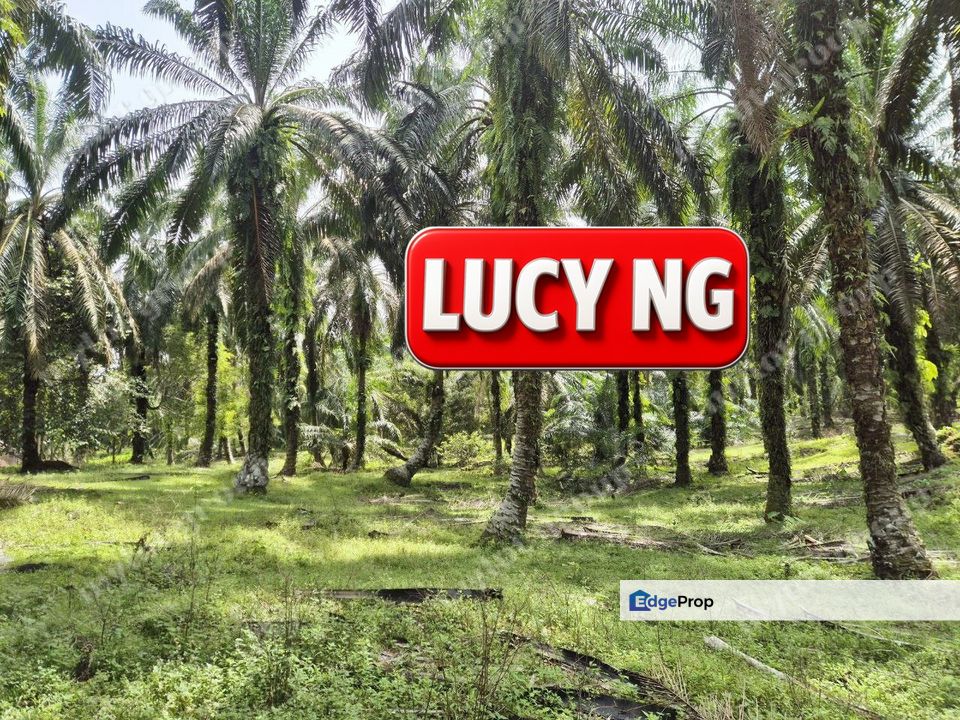 9.874 acres  | Flat Roadside Plantation Land | Selama | Perak , Perak, Selama
