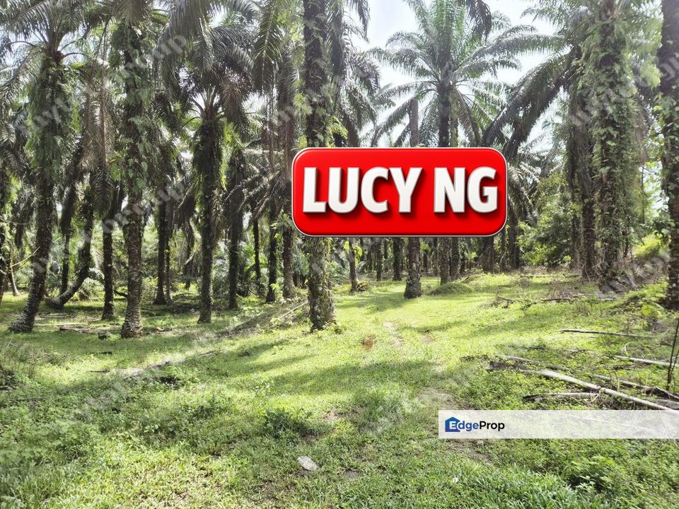 9.874 acres  | Flat Roadside Plantation Land | Selama | Perak , Perak, Selama