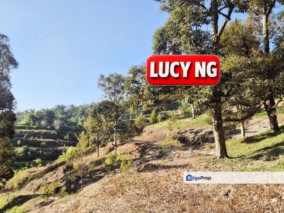 Non-stop Natural Water Source | Durian Farm | Sungai Ular | Kulim | Kedah b, Kedah, Kulim