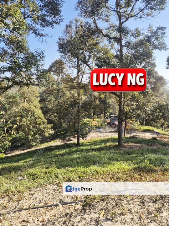 Non-stop Natural Water Source | Durian Farm | Sungai Ular | Kulim | Kedah b, Kedah, Kulim