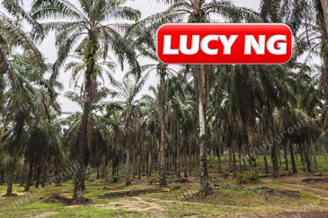 11.62 acres | Agricultural land | Palm oil Plantation | Selama | Perak  t