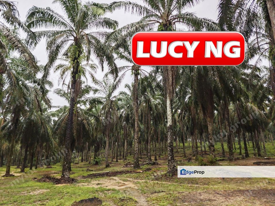 11.62 acres | Agricultural land | Palm oil Plantation | Selama | Perak  t, Perak, Selama