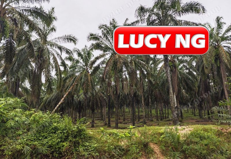 11.62 acres | Agricultural land | Palm oil Plantation | Selama | Perak  t