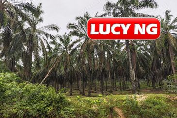 11.62 acres | Agricultural land | Palm oil Plantation | Selama | Perak  t
