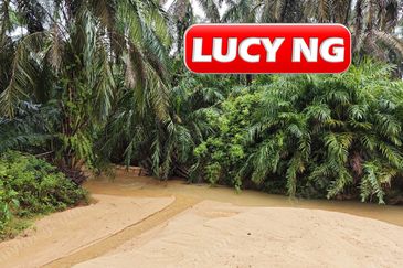 11.62 acres | Agricultural land | Palm oil Plantation | Selama | Perak  t