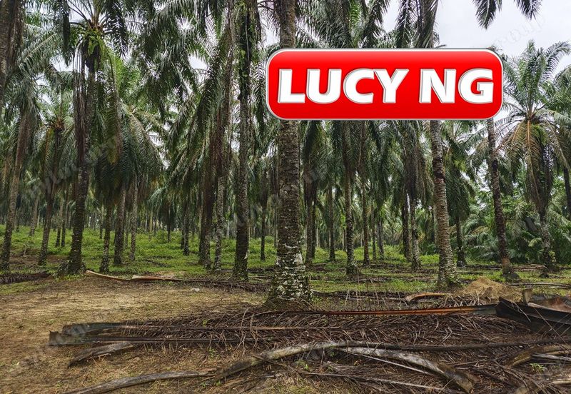 11.62 acres | Agricultural land | Palm oil Plantation | Selama | Perak  t