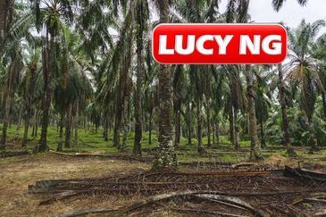 11.62 acres | Agricultural land | Palm oil Plantation | Selama | Perak  t