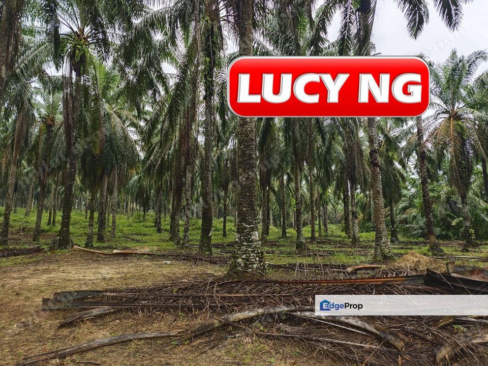 11.62 acres | Agricultural land | Palm oil Plantation | Selama | Perak  t, Perak, Selama