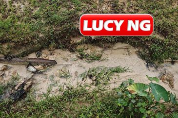 11.62 acres | Agricultural land | Palm oil Plantation | Selama | Perak  t