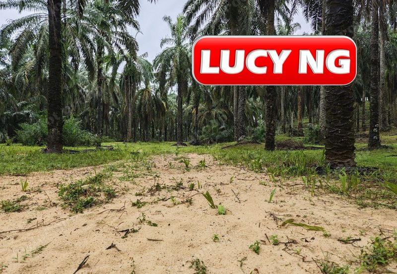 11.62 acres | Agricultural land | Palm oil Plantation | Selama | Perak  t