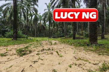 11.62 acres | Agricultural land | Palm oil Plantation | Selama | Perak  t