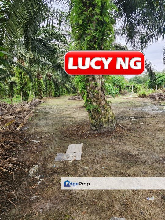 3.7 acres | 3 Fish Pond  | Agricultural Land | Beside River |  Nibong Tebal | Penang b, Penang, Nibong Tebal