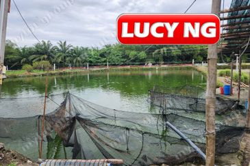 3.7 acres | 3 Fish Pond  | Agricultural Land | Beside River |  Nibong Tebal | Penang b