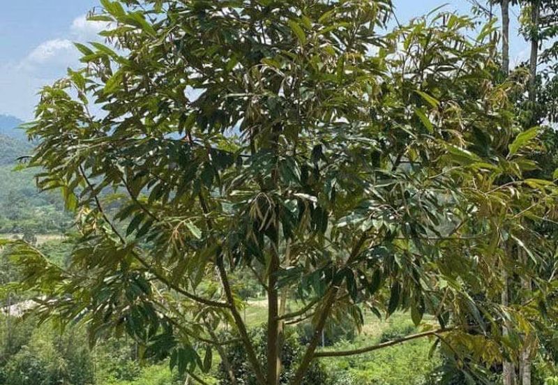 NEGERI SEMBILAN Jelebu Kongkoi Mukim Kenaboi Dusun Durian & Rumah Rehat for Sale 