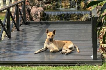 Overseas Union Garden