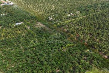 Alor Gajah Lendu 33 acres Agriculture Land , Freehold