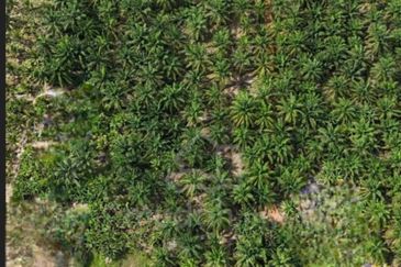 Alor Gajah Lendu 33 acres Agriculture Land , Freehold