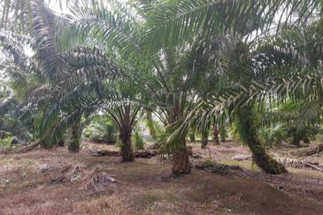 Lendu Alor Gajah , Mukim Masjid Tanah FREEHOLD AGRICULTURE LAND 33 acres 