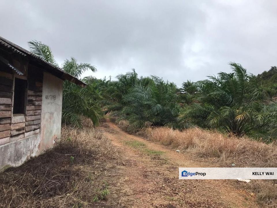 Mersing @ Johor 45 Acres Agricultural Land For Sale, Johor, Mersing