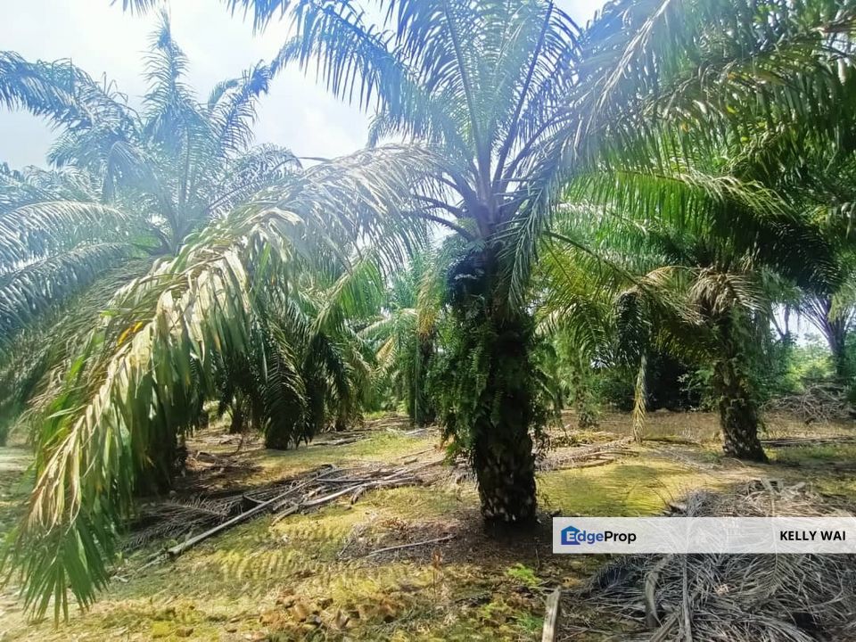 Johor @ Kota Tinggi 12.8 acres Agricultural Land For Sale, Johor, Ulu Tiram