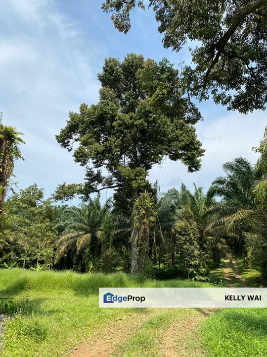 Kulai @ Senai 7 acres Agricultural Land For Sale, Johor, Kulai