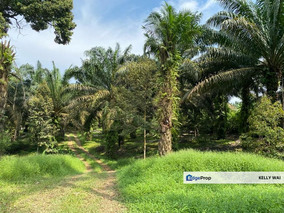 Kulai @ Senai 7 acres Agricultural Land For Sale, Johor, Kulai