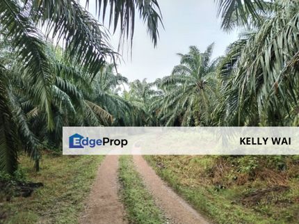 Pahang @ Kemayan 100 acres Agricultural Land For Sale, Pahang, Triang
