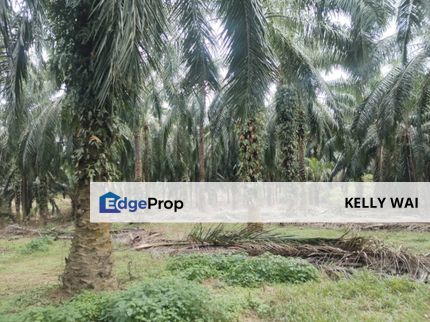  Pahang @ Temerloh 100 Acres Agricultural Land For Sale, Kuala Lumpur, Setapak