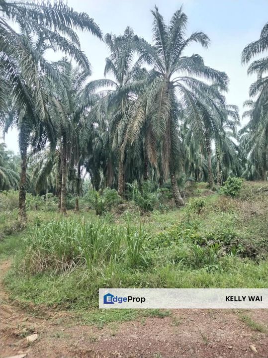  Pahang @ Temerloh 100 Acres Agricultural Land For Sale, Kuala Lumpur, Setapak