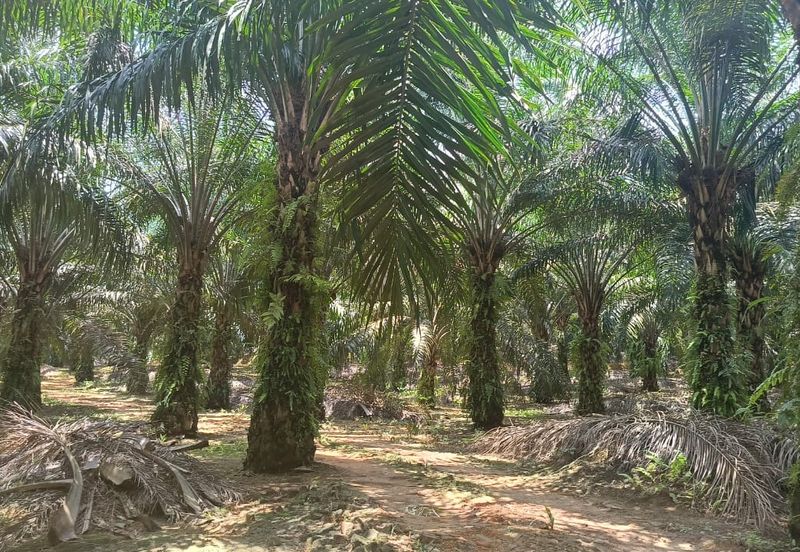 Kerling Industrial Land