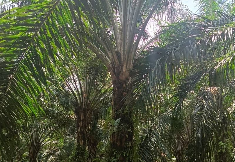 Kerling Industrial Land