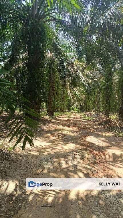 Kerling @ Ulu Selangor 70.5 Acres Agricultural Land For Sale, Selangor, Kerling