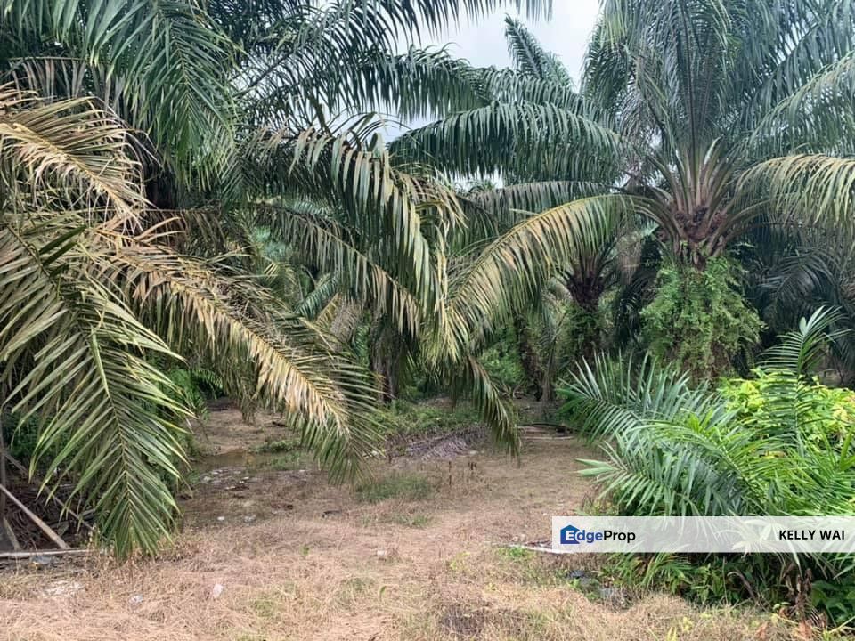 Johor @ Simpang Renggam 320 Acres Agricultural Land For Sale, Johor, Kluang