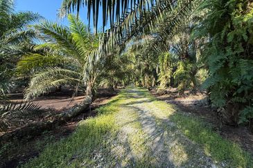 Rimba Terjun Pontian