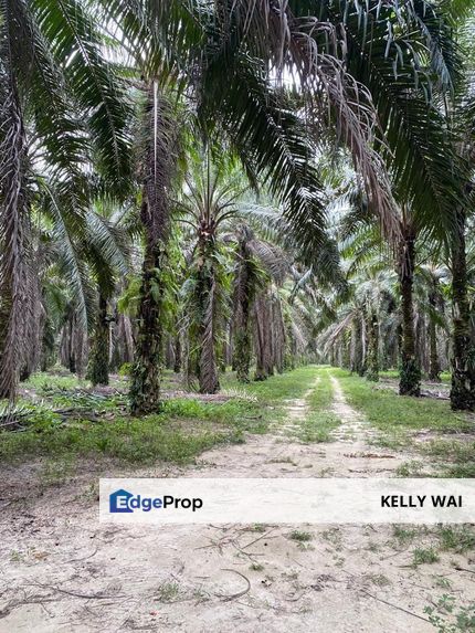 Kota Tinggi 23 Acres Agricultural Land For Sale , Johor, Ulu Tiram