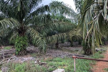 Rimba Terjun Pontian
