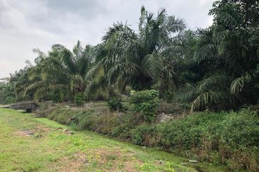 Rimba Terjun Pontian