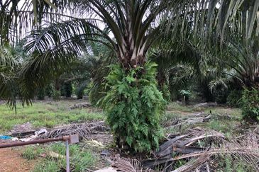 Rimba Terjun Pontian