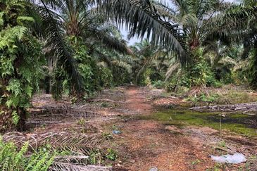 Rimba Terjun Pontian