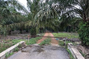 Rimba Terjun Pontian